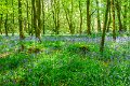 Bluebells and wild garlic in Rossmore Forest Park - May 2017 (4)